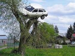 Поляк нашел свою машину на дереве
